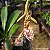 Orquídea Catasetum Gladiatorium - Imagem 2