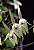 Barbosella Gardneri (micro orquídea ) - Imagem 6