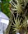 Bromelia Tillandsia Ioliace (no toco) - Imagem 4