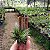 Bromelia Tillandsia Ioliace (no toco) - Imagem 3