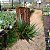 Bromelia Tillandsia Ioliace (no toco) - Imagem 1