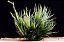 Bromelia Tillandsia Ioliace (no toco) - Imagem 2