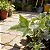 Hedera Helix (Trepadeira) - Imagem 3