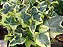 Hedera Helix (Trepadeira) - Imagem 2