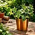 Hedera Helix (Trepadeira) - Imagem 1