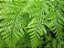 Renda Portuguesa - Davallia fejeensis - Imagem 4