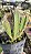 Stapelia Gigantea (muda média) - Imagem 4