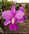 Cattleya Walkeriana Raquel Feiticeira x CW Tipo Martim (BOA FORMA) - Imagem 1