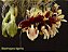 Stanhopea Tigrina - Imagem 2