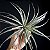 Bromélia Tillandsia Pohliana - Imagem 1