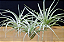 Bromélia Tillandsia Pohliana - Imagem 3