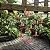 Cotyledon Pendens - Suculenta - Imagem 2