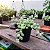 Cotyledon Pendens - Suculenta - Imagem 3