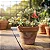 Cotyledon Pendens - Suculenta - Imagem 1