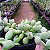 Cotyledon Pendens - Suculenta - Imagem 3