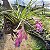 Bromélia Tillandsia Stricta - Imagem 7