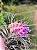 Bromélia Tillandsia Stricta - Imagem 4