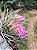Bromélia Tillandsia Stricta - Imagem 6