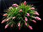 Bromélia Tillandsia Stricta - Imagem 5