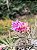 Bromélia Tillandsia Stricta - Imagem 3