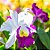Cattleya Hibrida 15 - Imagem 2