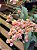 Oncidium Twinkle Mesclada - Imagem 4