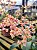 Oncidium Twinkle Mesclada - Imagem 3