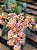 Oncidium Twinkle Mesclada - Imagem 5