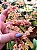 Oncidium Twinkle Mesclada - Imagem 1