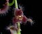 Orquídea Stelis Ciliaris - Imagem 1