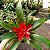 Guzmania Red (Bromélia) - Imagem 3