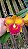 Cattleya Hibrida 19 - Imagem 1
