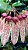 Bulbophyllum Bulhartii ou Strangularium (muda menor) - Imagem 1