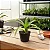 Bromélia Billbergia Zebrina "Alba" - Imagem 4