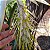 Bromélia Billbergia Zebrina "Alba" - Imagem 10