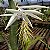 Bromélia Billbergia Zebrina "Alba" - Imagem 9