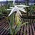 Bromélia Billbergia Zebrina "Alba" - Imagem 7