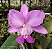 Cattleya Walkeriana Tipo Samanta - Imagem 1