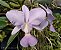 Cattleya Walkeriana Coerulea Nº 01 - Imagem 1