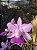 CW Tipo x Cattleya Walkeriana Chapeuzinho Vermelho - Imagem 5