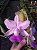 CW Tipo x Cattleya Walkeriana Chapeuzinho Vermelho - Imagem 1