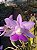 CW Tipo x Cattleya Walkeriana Chapeuzinho Vermelho - Imagem 4
