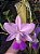 CW Tipo x Cattleya Walkeriana Chapeuzinho Vermelho - Imagem 3