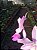 CW Tipo x Cattleya Walkeriana Chapeuzinho Vermelho - Imagem 7
