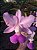 CW Tipo x Cattleya Walkeriana Chapeuzinho Vermelho - Imagem 6