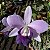 LC Mini Purple var. Coerulea - CORTE - Imagem 3