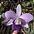 LC Mini Purple var. Coerulea - CORTE - Imagem 2