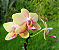 Mini Phalaenopsis Tying Shin Yellow Lover - Imagem 4