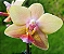 Mini Phalaenopsis Tying Shin Yellow Lover - Imagem 5