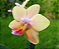 Mini Phalaenopsis Tying Shin Yellow Lover - Imagem 6